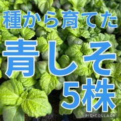 Lucky mama様 リクエスト 2点 まとめ商品