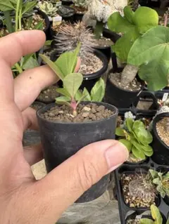 タリナム パニクラーツム 塊根植物 コーデックス 実生苗 2.5号 - メルカリ