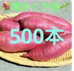 2026年最新】栗かぐや 苗の人気アイテム - メルカリ