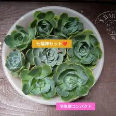 多肉植物 七福神セット エケベリア カット苗