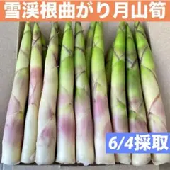 ❤️毎年大人気❣️ 天然 月山筍 箱込み約1キロ 細め 根曲がり竹 姫竹 山菜332のサムネイル