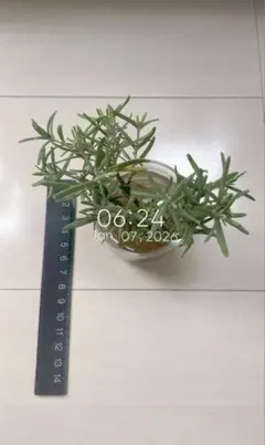 ローズマリー マリンブルー 抜き苗