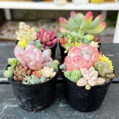 ぴょんたん☆様 リクエスト 2点 まとめ商品