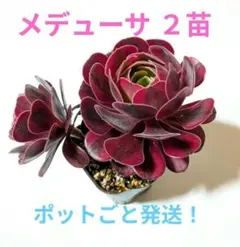 メデューサ ポット植え アエオニウム 多肉植物のサムネイル