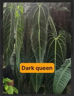 Anthurium Warocqueanum “Dark Queen”のサムネイル