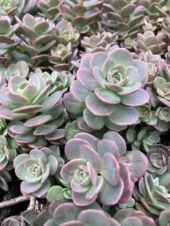 多肉植物☆カット☆赤葉日高ミセバヤ☆2カット