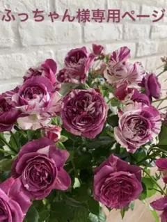 バラ　挿し木苗　Sジュエル　ふっちゃん様専用