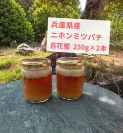 濃厚な味｜兵庫県産｜日本ミツバチ純粋はちみつ250g 2本 令和7年・11月 