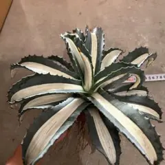 アガベ　華厳　大株　引き取り限定 2025年最新】アガベ 華厳の人気アイテム - メルカリ