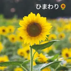 大きなひまわりの種