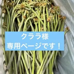 クララ様専用ページです！蕨