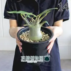 現品】アデニウム・アラビカム（アラビクム） 5号 黒鉢（14） - メルカリ