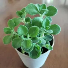 アロマティカス　抜き苗