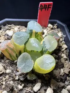 4e 多肉植物　ハオルチア　オーロラ女神　自家繁殖　鉢植え発送 4e 多肉植物 ハオルチア オーロラ女神 自家繁殖 鉢植え発送 - メルカリ