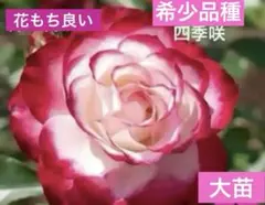2026年最新】バラ苗 大苗の人気アイテム - メルカリ