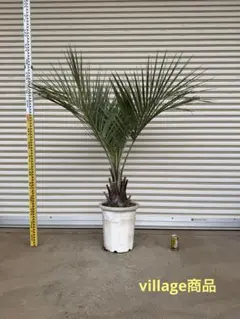 2026年最新】ココスヤシ シルバーの人気アイテム - メルカリ