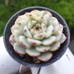 多肉植物 ホワイトミニマ錦のサムネイル