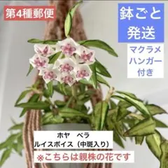 【鉢ごと発送】マクラメハンガー付きホヤ ベラ　中斑入りルイスボイス《R》のサムネイル