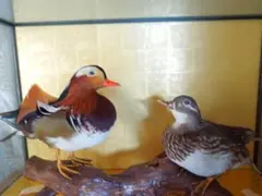 2025年最新】剥製 オシドリの人気アイテム - メルカリ