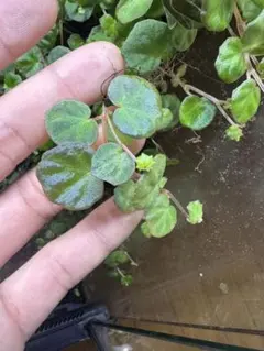 原種ベゴニア　リケノラ　10株セット