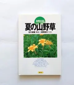 自然の花「夏の山野草」