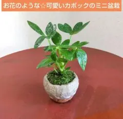 可愛い☆お花のような カポックのミニ盆栽　素敵な丸みの信楽焼盆栽鉢付　シェフレラのサムネイル