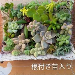 多肉植物 セダム カット苗詰め合わせ