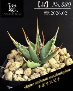 2026年最新】エボリスピナ 種の人気アイテム - メルカリ