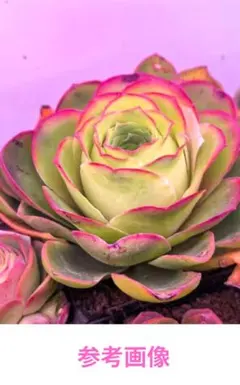 多肉植物 グリーノビア ゴールドパルマhy レアのサムネイル