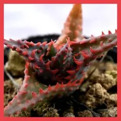 Gaku様 リクエスト 4点 まとめ商品