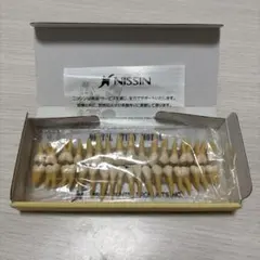 美品】NISSIN DENTAL STUDY MODEL 305 歯牙模型 - メルカリ