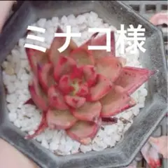 ミナコ様 リクエスト 3点 まとめ商品