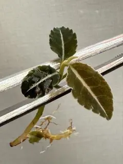 くぅ様 リクエスト 3点 まとめ商品