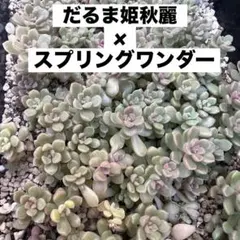 だるま姫秋麗×スプリングワンダー (小梅) 8カットのサムネイル