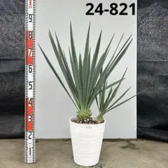 ユッカ ロストラータ【24-812】3頭株 シルバーブルー - メルカリ