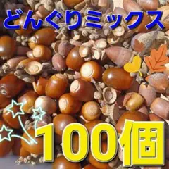 どんぐりミックス100個