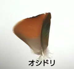 Item thumbnail for item 5d6e5745-12fa-4495-a6e8-2461b3706802