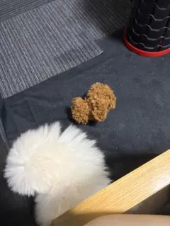みかんさん専用