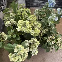 福岡県鬼木様の紫陽花☆筑紫路風☆8号鉢☆ - メルカリ