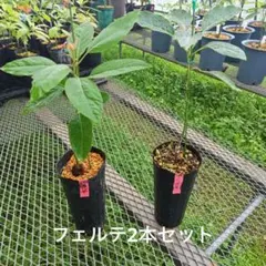 アボカド 苗木 品種不明 台木用 8本 観葉植物 約60cm - メルカリ