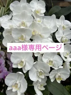 aaa様専用ページ