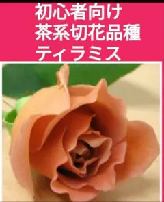 nori nori87様 リクエスト 3点 まとめ商品