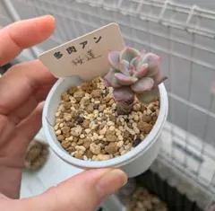 桜蓮　多肉アン　札付き　多肉植物のサムネイル