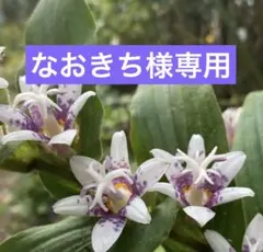 なおきち様専用