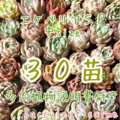 韓国苗 中サイズMIX苗★３０苗詰め合わせ！多肉植物 交配苗