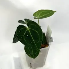 Anthurium Equator Redbone✖️RC(purple） - メルカリ