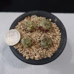 2026年最新】マクドガリー サボテンの人気アイテム - メルカリ