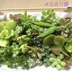 2025年最新】メビナ錦の人気アイテム - メルカリ