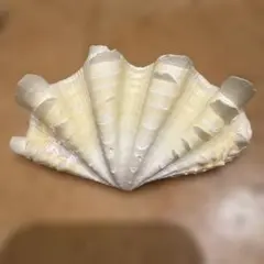 貝殻　ヒレシャコ貝