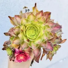 せみせみ様専用出品‼️アエオニウム チフォ 知否花顔株 カット苗 1苗